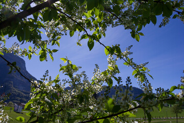 Fototapeta premium Beautiful blooming white bird cherry flowers against a clear blue sky on a bright sunny spring day. Background for greetings, wedding celebrations, presentations