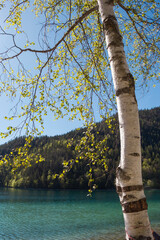 Fototapeta premium Beautiful birch tree with fresh spring leaves by the turquoise alpine lake in Tyrol Austria, scenic mountain forest landscape