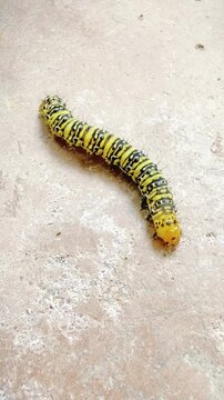 oruga ciempies colores larva mariposa caterpillar centipede colors butterfly