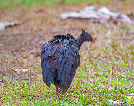 Orange footed Megapode Searching for Food on the Ground