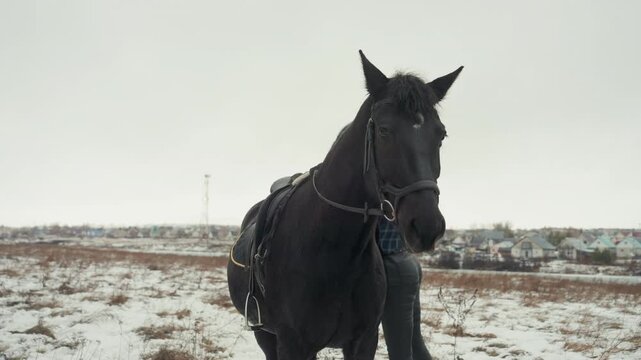 Woman riding black horse snowy field close companionship and gentle dismount, rider adjusts bridle and leads horse across muted rural plain with distant village, calm breath visible in cold air, soft