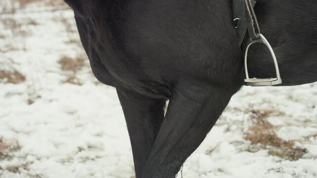 Closeup horse hindquarters with stirrup snowy ground and frozen grass, leather saddle and metal stirrup, black coat texture, subtle hoof movement, quiet equestrian preparation in rustic field