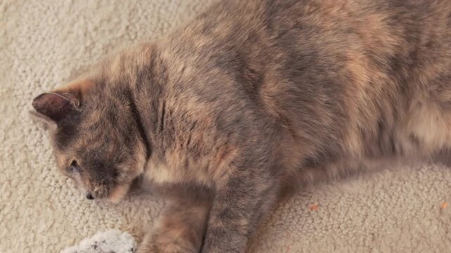 Calico cat playfully interacts with a soft toy on a textured carpet, showcasing a series of movements and postures in a cozy indoor setting
