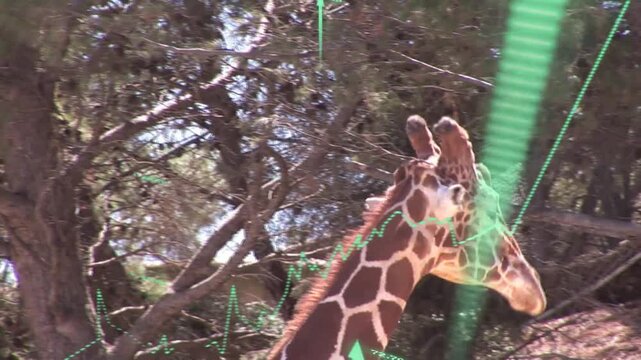 Spotting canopy leaves two giraffes lifting and stretching necks browsing while green arrows rising