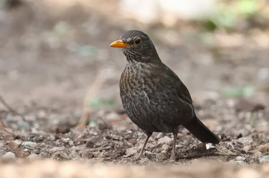 Common blackbird (Turdus merula), birds of Montenegro	