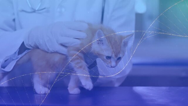 Vet lowering kitten toward blue table for exam, kitten testing paws under dotted wave overlay