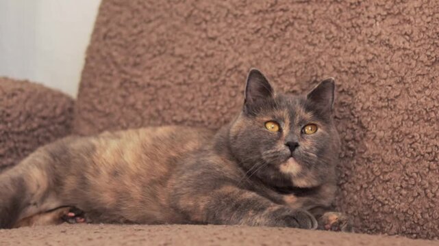 Tortie cat with orange eyes relaxes on a brown fuzzy chair, shifting its gaze while lying comfortably in a cozy indoor setting