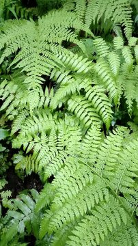 Lush green fern leaves in the forest background, tropical plant foliage with detailed texture and vibrant natural pattern, organic botanical of pteridophyta greenery for nature themes and backgrounds