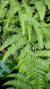 Green fern leaves in the forest with water drops after rain, close up of tropical lush foliage in nature, botanical background with fresh damp fronds, natural pattern of wild woodland greenery