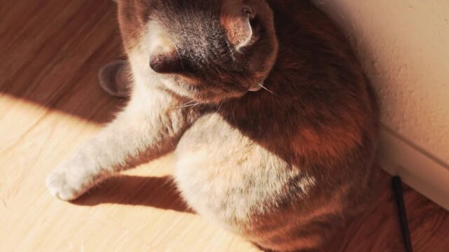 Domestic cat with calico fur sits curled up in a sunlit corner, grooming itself while resting against a wall on a wooden floor