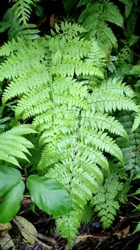 Fresh green fern leaves growing in the tropical rainforest nature background, lush foliage of Diplazium esculentum in the wild forest, botanical natural texture of organic plants in summer garden