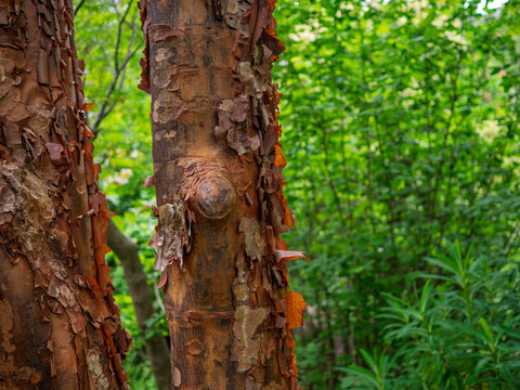 Paperbark maple trees in a garden