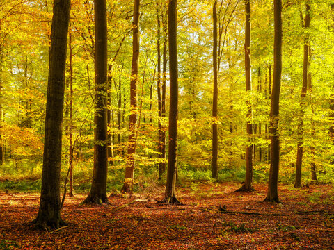 Sunny Natural Forest of Old Beech Trees in Autum, Brandenburg, Germany