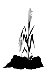 Fototapeta premium Vector drawing. Sick wheat growing in stony field