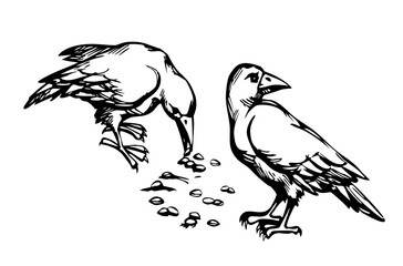 Obraz premium Vector drawing. Old big crow
