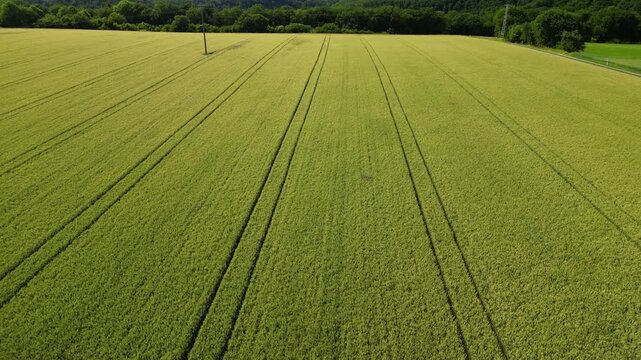 Flying over wheat fields in various stages