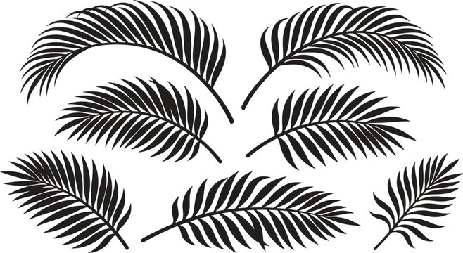 black palm leaves on white background