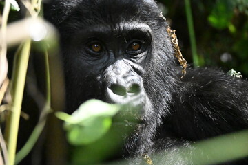 critically endangered Eastern gorilla subspecies (Gorilla beringei beringei). encounter in impenetrable rainforest bwindi natural park © Michaela Holubová