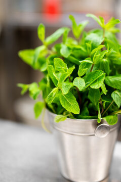 Fresh green mint sprigs with textured, serrated leaves overflowing from a small, polished silver metal bucket. Shallow depth of field with a blurred background