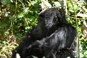 Obraz premium critically endangered Eastern gorilla subspecies (Gorilla beringei beringei). encounter in impenetrable rainforest bwindi natural park