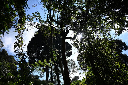 critically endangered Eastern gorilla subspecies (Gorilla beringei beringei). encounter in impenetrable rainforest bwindi natural park