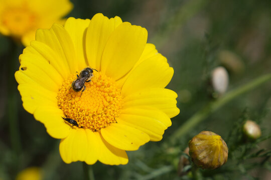 Flor de primavera amarilla con abeja comiendo polen