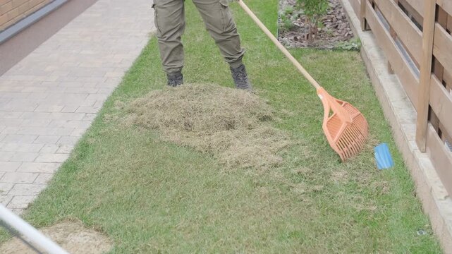 Man raking a pile of dry grass and moss after scarifying a lawn in a private house backyard.