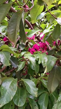Lush green leaves and bright pink flowers of the jambo tree: Video for botanical encyclopedias, tropical garden travel guides, and natural cosmetics branding.