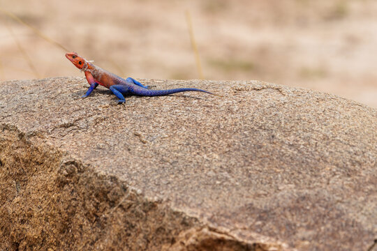 Mwanza Flat-headed Rock Agama (Agama mwanzae) basking on sunny rocks.