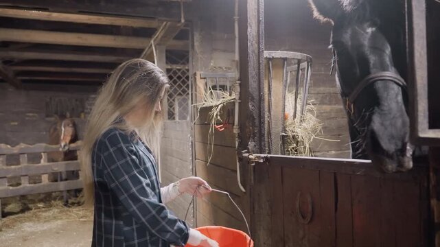 Feeding time depicted in rustic barn environment. Caring woman feeding black horse with bucket inside stable. An affectionate moment of woman giving grain to horse in warm barn setting