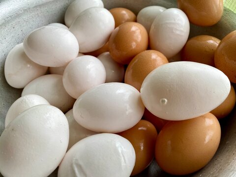 Bowl of white and brown chicken eggs