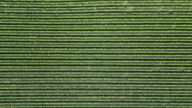 Flying over green vine fields in summer