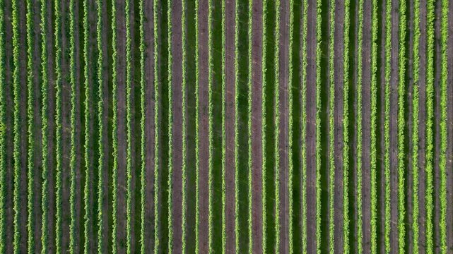 Flying over green vine fields in summer