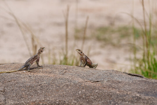 Two female Mwanza Flat-headed Rock Agama (Agama mwanzae) basking on sunny rocks.