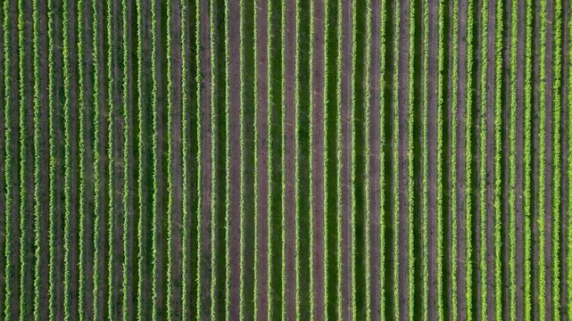 Flying over green vine fields in summer