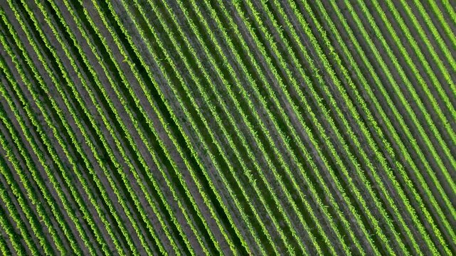 Flying over green vine fields in summer