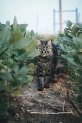 Tabby cat enjoying the outdoors on a farm © Cherisha