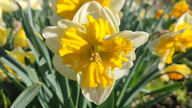 Blooming flower. Blooming yellow white daffodil flower. Blossomed narcissus growing in ground on sunny spring day. Flower inflorescence with petals and green leaves. Flowerbed. Growing varietal flower