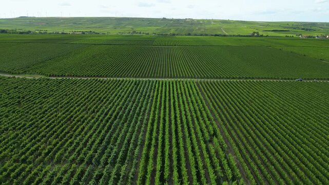 Flying over green vine fields in summer