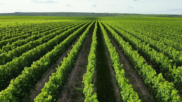 Flying over green vine fields in summer