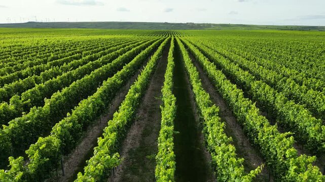 Flying over green vine fields in summer