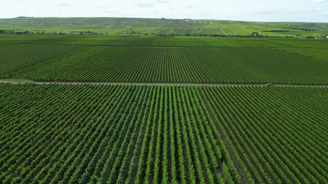 Flying over green vine fields in summer
