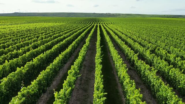 Flying over green vine fields in summer