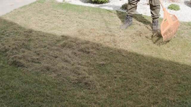 Man raking a pile of dry grass and moss after scarifying a lawn in a private house backyard.