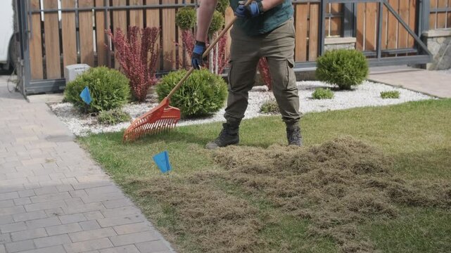 Man raking a pile of dry grass and moss after scarifying a lawn in a private house backyard.