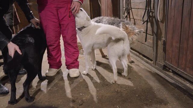 Black and white dogs surround handler in stable lively pack of pets cluster around person in pink pants, handler pets and praises while dogs wag, sniff and jostle near wooden stalls with shavings