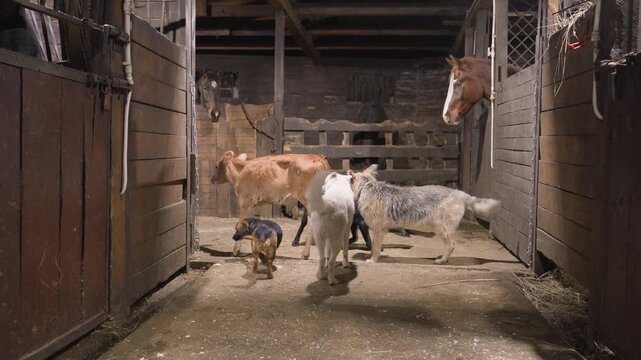 Animals in farmyard. Livestock including horses and dogs explore traditional farmstead settings. Farm animals such as horses and dogs experience and enjoy authentic barnyard environment