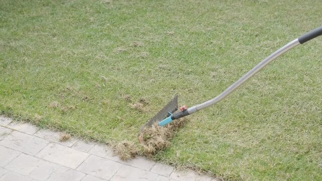 Man raking a pile of dry grass and moss after scarifying a lawn in a private house backyard.