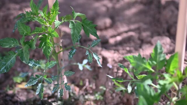 Young tomato plant (Solanum lycopersicum) supported by a string in an organic garden. Close-up of a small seedling growing in soil. Concept of professional gardening, farming and plant care.