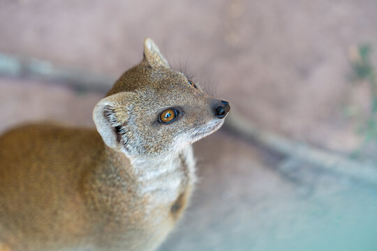 Yellow mongoose close-up portrait looking up, curious wild animal with amber eyes